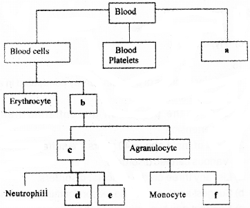 Plus One Zoology Chapter Wise Questions and Answers Chapter 7 Body Fluids and Circulation 3M Q5