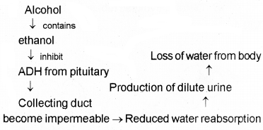 Plus One Zoology Chapter Wise Questions and Answers Chapter 8 Excretory Products and their Elimination 2M Q16