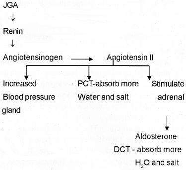 Plus One Zoology Chapter Wise Questions and Answers Chapter 8 Excretory Products and their Elimination 2M Q17