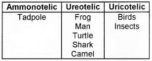 Plus One Zoology Chapter Wise Questions and Answers Chapter 8 Excretory Products and their Elimination 2M Q4