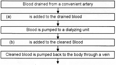 Plus One Zoology Chapter Wise Questions and Answers Chapter 8 Excretory Products and their Elimination 3M Q5