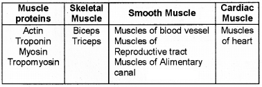 Plus One Zoology Chapter Wise Questions and Answers Chapter 9 Locomotion and Movement 2M Q16