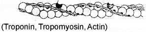 Plus One Zoology Chapter Wise Questions and Answers Chapter 9 Locomotion and Movement 2M Q17