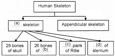 Plus One Zoology Chapter Wise Questions and Answers Chapter 9 Locomotion and Movement 2M Q20