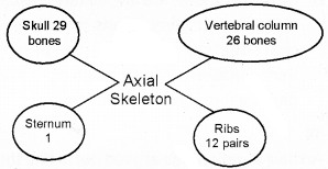 Plus One Zoology Chapter Wise Questions and Answers Chapter 9 Locomotion and Movement 2M Q25.1