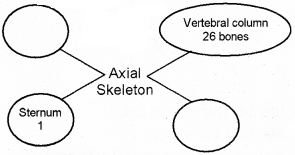 Plus One Zoology Chapter Wise Questions and Answers Chapter 9 Locomotion and Movement 2M Q25