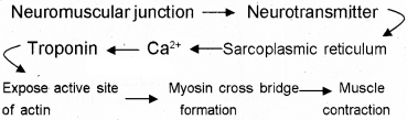 Plus One Zoology Chapter Wise Questions and Answers Chapter 9 Locomotion and Movement 2M Q26