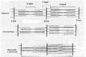 Plus One Zoology Chapter Wise Questions and Answers Chapter 9 Locomotion and Movement 2M Q3.1