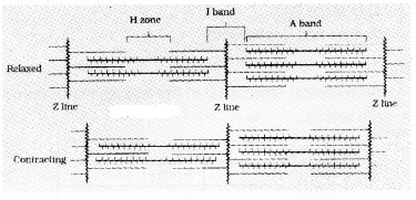 Plus One Zoology Chapter Wise Questions and Answers Chapter 9 Locomotion and Movement 2M Q3