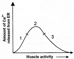 Plus One Zoology Chapter Wise Questions and Answers Chapter 9 Locomotion and Movement 3M Q5