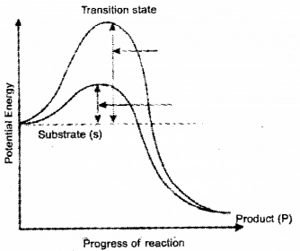 Plus One Zoology Improvement Question Paper Say 2018, 3