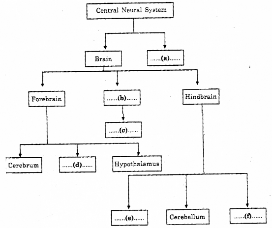 Plus One Zoology Improvement Question Paper Say 2018, 4