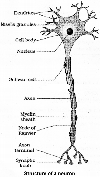 Plus One Zoology Notes Chapter 10 Neural Control and Coordination 1