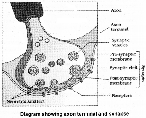 Plus One Zoology Notes Chapter 10 Neural Control and Coordination 3