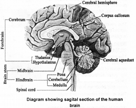 Plus One Zoology Notes Chapter 10 Neural Control and Coordination 4