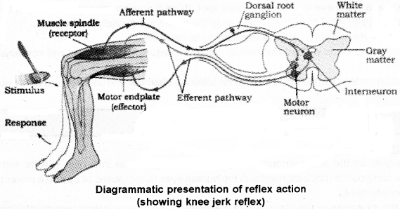 Plus One Zoology Notes Chapter 10 Neural Control and Coordination 5