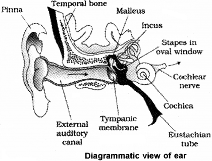 Plus One Zoology Notes Chapter 10 Neural Control and Coordination 7