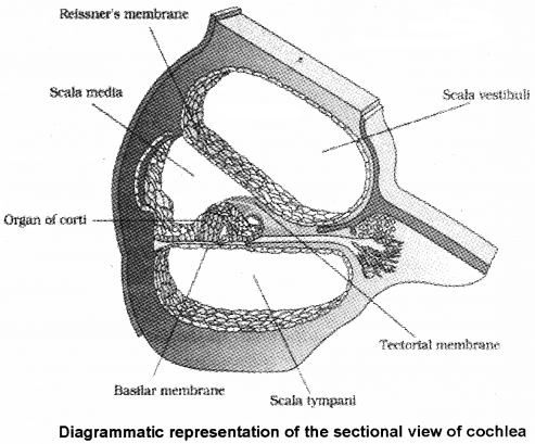 Plus One Zoology Notes Chapter 10 Neural Control and Coordination 8