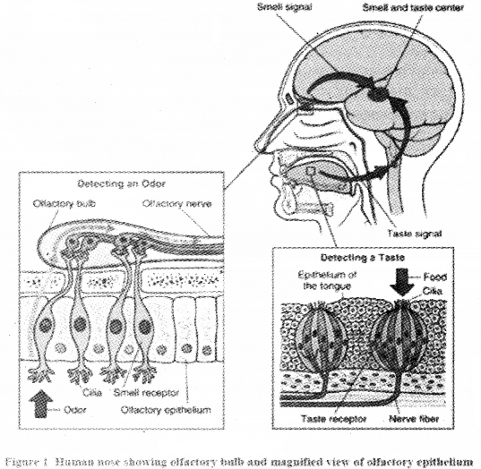 Plus One Zoology Notes Chapter 10 Neural Control and Coordination 9