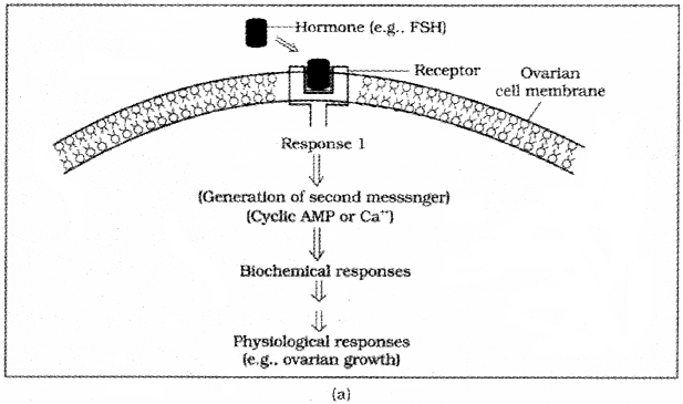 Plus One Zoology Notes Chapter 11 Chemical Coordination and integration 5