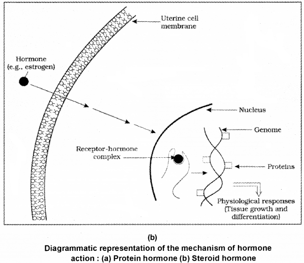 Plus One Zoology Notes Chapter 11 Chemical Coordination and integration 6