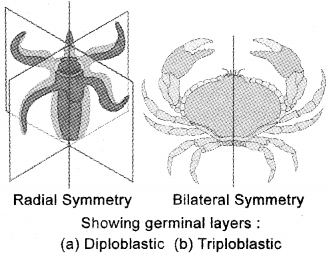 Plus One Zoology Notes Chapter 2 Animal Kingdom 1