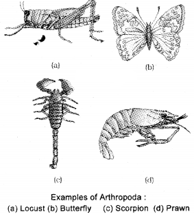 Plus One Zoology Notes Chapter 2 Animal Kingdom 11