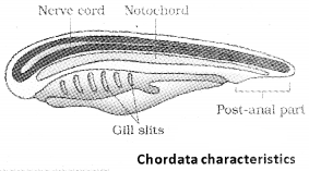 Plus One Zoology Notes Chapter 2 Animal Kingdom 16