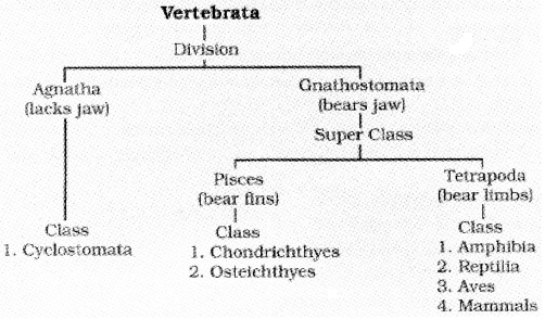 Plus One Zoology Notes Chapter 2 Animal Kingdom 18