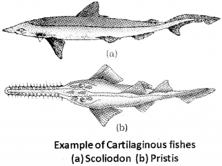 Plus One Zoology Notes Chapter 2 Animal Kingdom 20