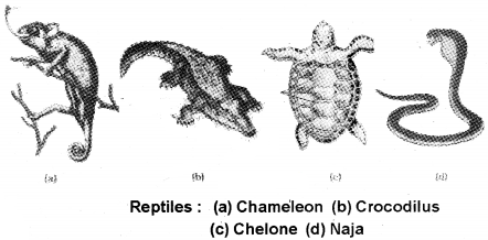 Plus One Zoology Notes Chapter 2 Animal Kingdom 23