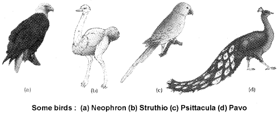 Plus One Zoology Notes Chapter 2 Animal Kingdom 24