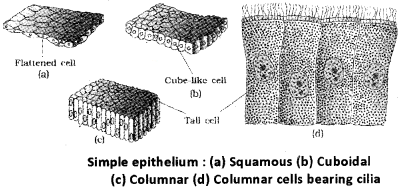 Plus One Zoology Notes Chapter 3 Structural Organisation in Animals 1