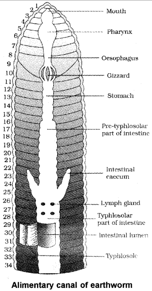 Plus One Zoology Notes Chapter 3 Structural Organisation in Animals 10