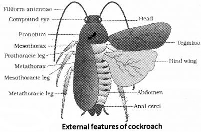 Plus One Zoology Notes Chapter 3 Structural Organisation in Animals 14