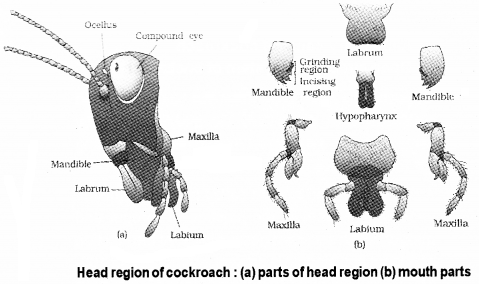 Plus One Zoology Notes Chapter 3 Structural Organisation in Animals 15