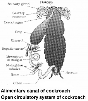 Plus One Zoology Notes Chapter 3 Structural Organisation in Animals 16