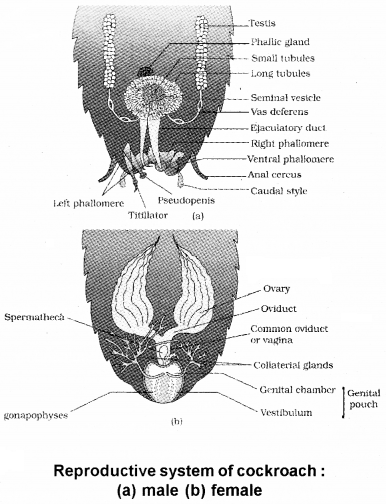 Plus One Zoology Notes Chapter 3 Structural Organisation in Animals 18