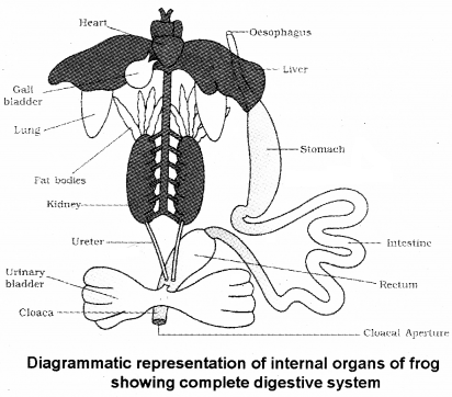 Plus One Zoology Notes Chapter 3 Structural Organisation in Animals 19