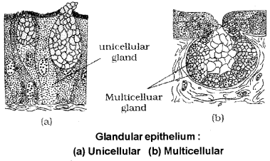 Plus One Zoology Notes Chapter 3 Structural Organisation in Animals 2