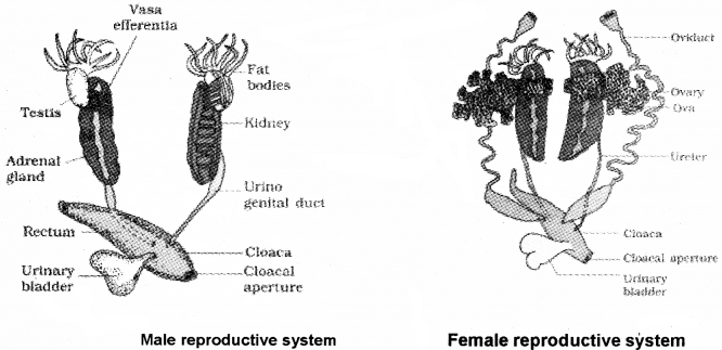 Plus One Zoology Notes Chapter 3 Structural Organisation in Animals 20