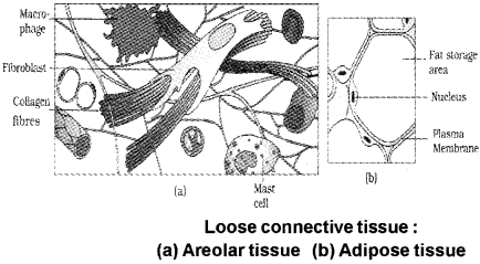 Plus One Zoology Notes Chapter 3 Structural Organisation in Animals 4