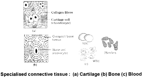 Plus One Zoology Notes Chapter 3 Structural Organisation in Animals 6