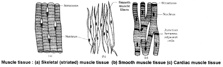 Plus One Zoology Notes Chapter 3 Structural Organisation in Animals 7