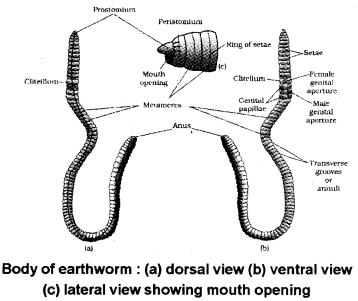 Plus One Zoology Notes Chapter 3 Structural Organisation in Animals 9