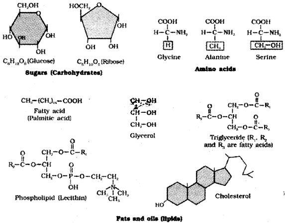 Plus One Zoology Notes Chapter 4 Biomolecules 3