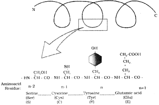 Plus One Zoology Notes Chapter 4 Biomolecules 5