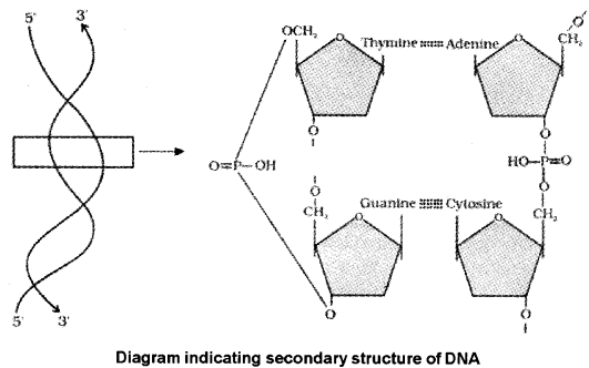 Plus One Zoology Notes Chapter 4 Biomolecules 7