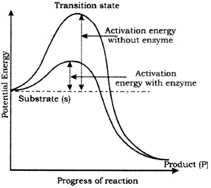 Plus One Zoology Notes Chapter 4 Biomolecules 8