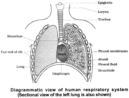 Plus One Zoology Notes Chapter 6 Breathing and Exchange of Gases 1